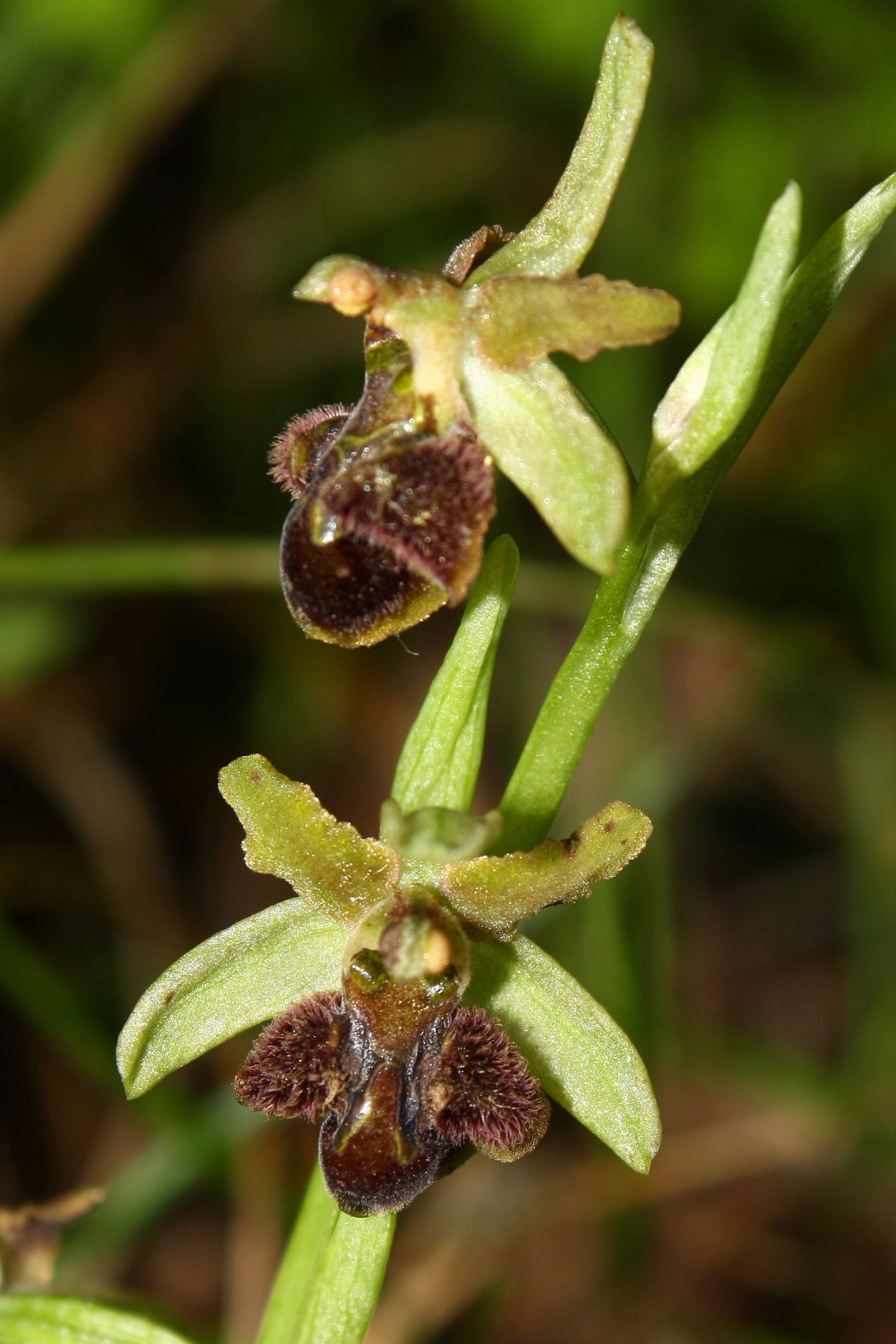 Ophrys sphegodes da determinare-1